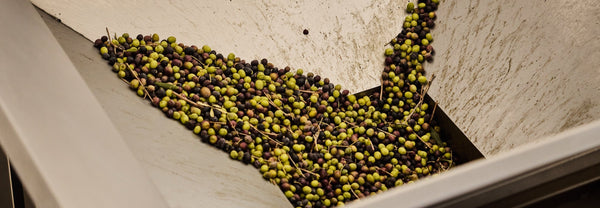 Private Olive Oil Milling: Why Control Defines Quality