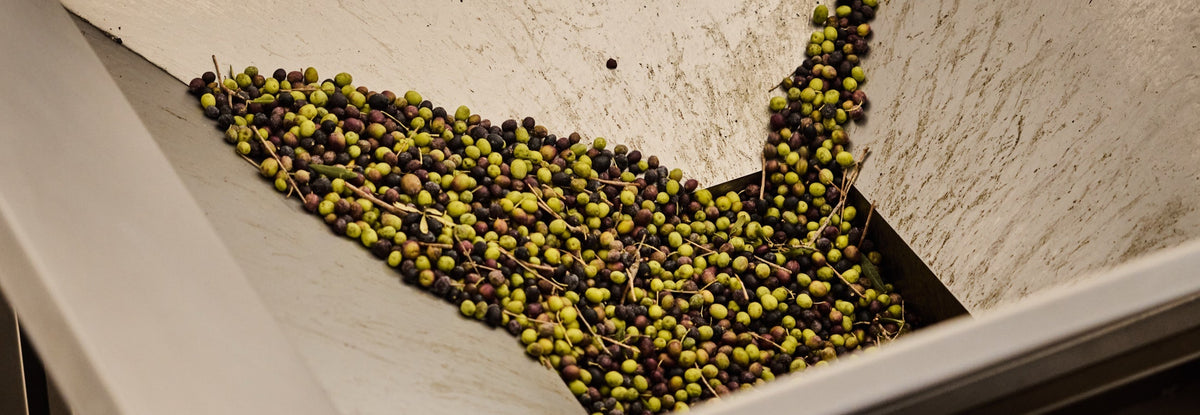 Private Olive Oil Milling: Why Control Defines Quality