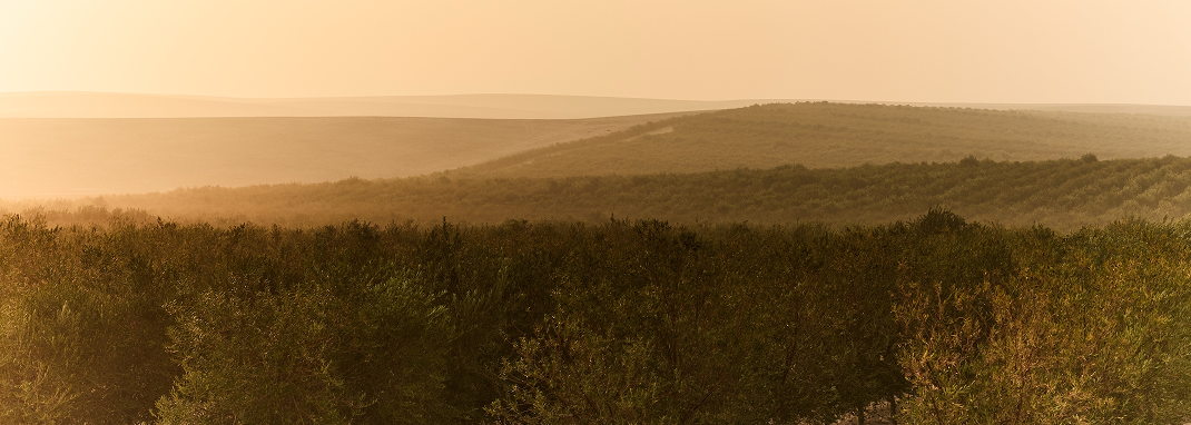 Introducing the 2025/26 Early Harvest Arbequina